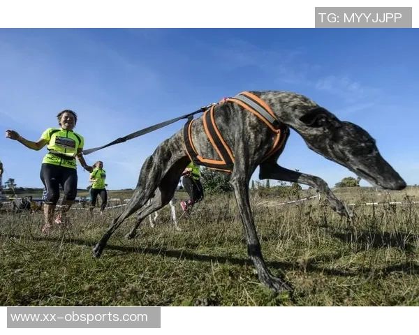 马克西携爱犬挑战敏捷赛道现场观众热情高涨达15000人
